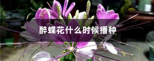 醉蝶花什么时候播种